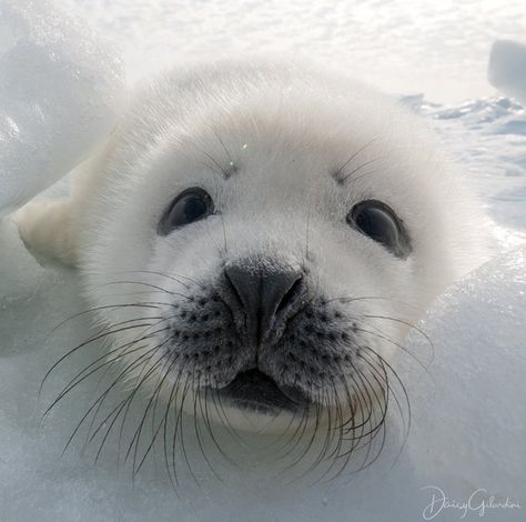 Harp Seal Pup, Baby Harp Seal, Harp Seal, Cute Seals, Seal Pup, Baby Seal, A Seal, Interesting Animals, Destination Voyage