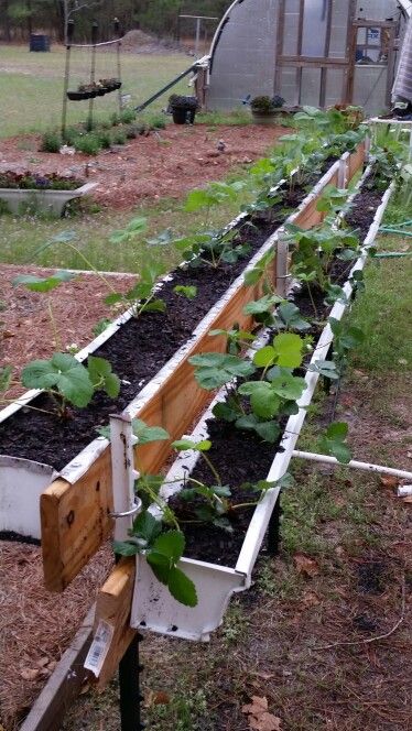 Strawberry Raised Bed, Strawberries In Gutters, Strawberry Planter Ideas, Strawberry Planter, Strawberry Beds, Australian Garden Design, Gardening For Dummies, Gutter Garden, Strawberry Planters