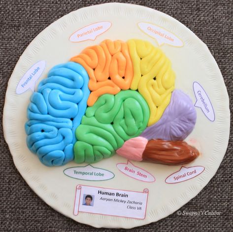 Model of Human Brain with Fondant Nervous System Projects, Human Body Projects, Science Art Projects, Brain Models, Human Body Science, Human Body Activities, Brain Craft, Biology Projects, Science Models