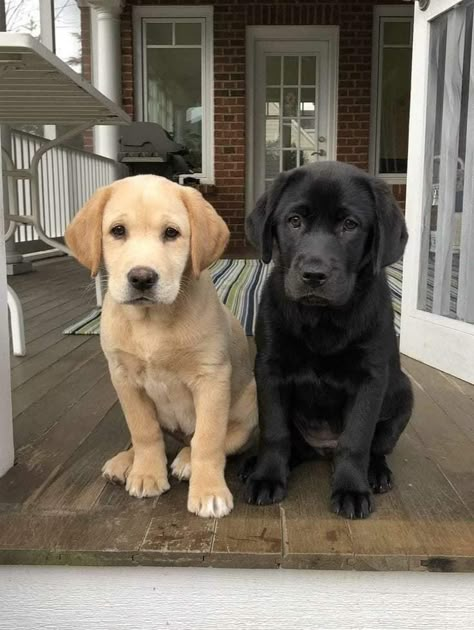 English Labrador, Puppy Dog Pictures, Labrador Retriever Puppies, Lab Puppies, Cute Animals Images, Leaving Home, Baby Animals Funny, Black Labrador, Cute Dogs And Puppies