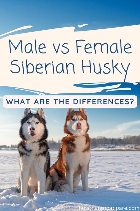 When considering bringing a dog into their family, many people want to compare breeds and genders. Choosing between a male and female Siberian Husky is not always easy. Both are beautiful dogs that make excellent additions to families, but which one should you choose? Husky And Cat, Wooly Siberian Husky, Siberian Husky Colors, Male And Female Animals, Puppies Husky, Male Vs Female, White Husky, Blue Wolf, Alpha Dog