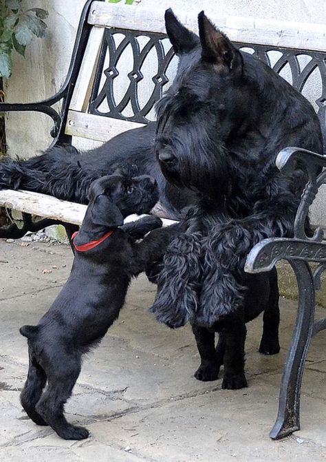 Giant schnauzer and pups! 🐾 Dogs Schnauzer, Noxus League Of Legends, Schnauzer Grooming, Best Dog Names, Schnauzer Mix, Mini Schnauzer Puppies, Miniature Schnauzer Puppies, Giant Schnauzer, Schnauzer Dog