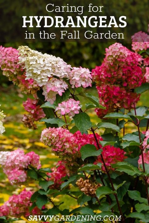 How to Care for Hydrangeas in the Fall. A guide to caring for hydrangeas late in the season. Proper hydrangea fall care is essential for maintaining the health of this popular shrub. If you want bright blooms in the season you will want to care for this plant in the fall. Get these late-season care tips for growing hydrangeas and you will not be disappointed. How To Prune Hydrangeas In The Fall, Trimming Hydrangeas, Caring For Hydrangeas, Bobo Hydrangea, Native Plant Landscape, Shrubs For Landscaping, Beautiful Gardens Landscape, Big Leaf Hydrangea, Smooth Hydrangea