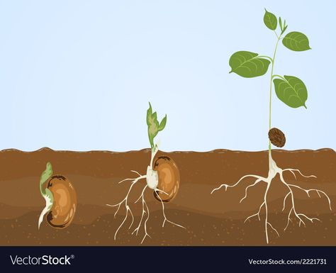 Plant Growth Stages, When To Plant Vegetables, Planting Calendar, Tomato Seedlings, Farmers Almanac, Old Farmers Almanac, Growing Greens, Square Foot Gardening, Leaf Nature