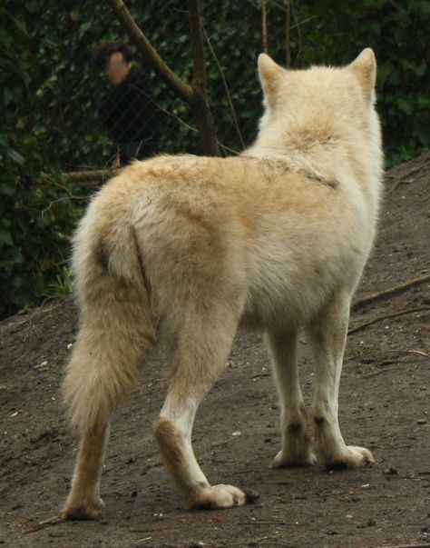 Wolf Pose Reference, Canine Reference, Wolf Walking, Wolf Poses, Angry Animals, Canine Drawing, Anatomy References, Trail Cameras, Wolf Ears