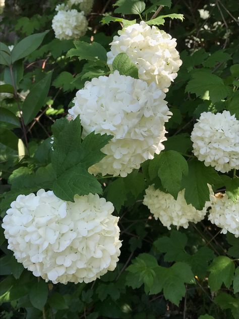 Viburnum- Snowball Viburnum Snowball, Viburnum Flower, Snowball Tree, February Flowers, Grandma Era, Snowball Viburnum, Outside Plants, Simple Garden, Landscape Plants