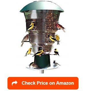 Top 20 Best Squirrel Proof Feeders Reviewed and Rated in 2022