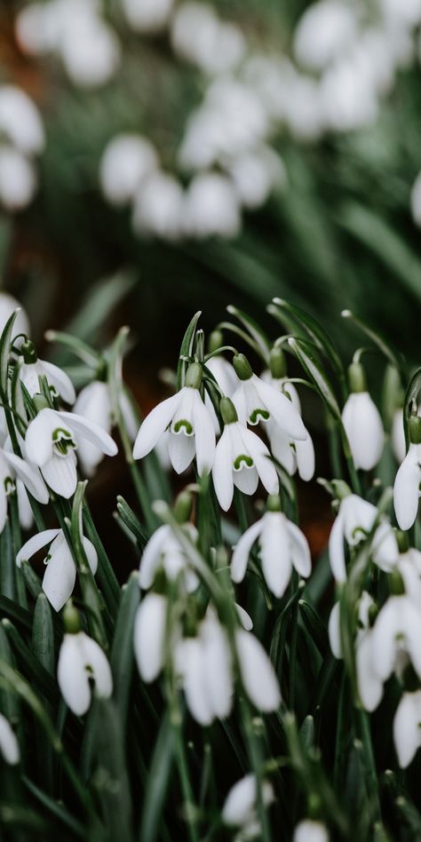 Snowdrop, plants, bloom, 1080x2160 wallpaper Snowdrop Flower Aesthetic Wallpaper, Snow Drop Flower Aesthetic, Snowdrop Wallpaper Aesthetic, Snow Drop Aesthetic, Snowdrops Aesthetic, Snowdrop Flower Wallpaper, Snowdrop Flower Aesthetic, March Widget, Snowdrop Photography