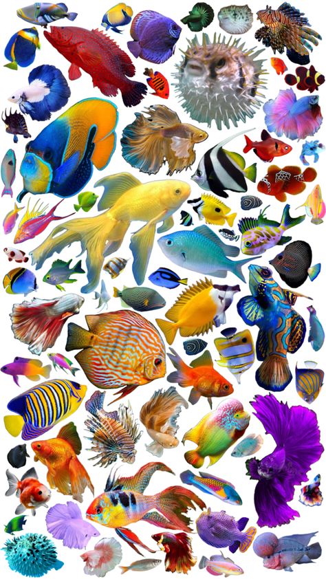 FISHIES!!!! #fish #wallpaper #fyp Fish Collage, Fish Background, Collage Art Projects, Collage Wallpaper, Cute Rats, Fish Wallpaper, Ocean Wallpaper, Fish Art, Digital Sticker