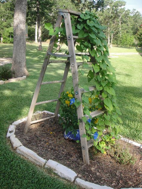 We had this old ladder and used it in the garage to “store” stuff until a couple three years ago, I decided to put it in one of my flower beds and use as a trellis.  I have been plantin… Ladder Trellis, Garden Ladder, Backyard Sanctuary, Old Ladder, Morning Glories, Wooden Ladder, Garden Trellis, Rustic Gardens, The Garage