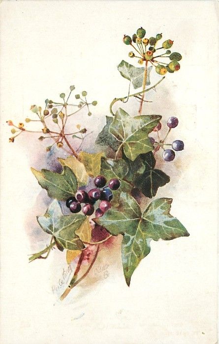 Ivy Berries, 수채화 그림, China Painting, Botanical Drawings, Botanical Illustration, Botanical Art, Botanical Prints, 그림 그리기, Watercolor Illustration