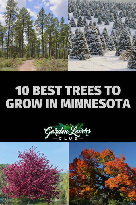 Here are the 10 best options for Minnesota residents looking to give their yard a bit more color and life. Minnesota Yard Landscaping, Minnesota Native Plants Landscapes, Minnesota Landscape Ideas, Gardening In Minnesota, Minnesota Native Plants, Minnesota Landscaping Ideas, Minnesota Trees, Minnesota Gardening, Minnesota Plants