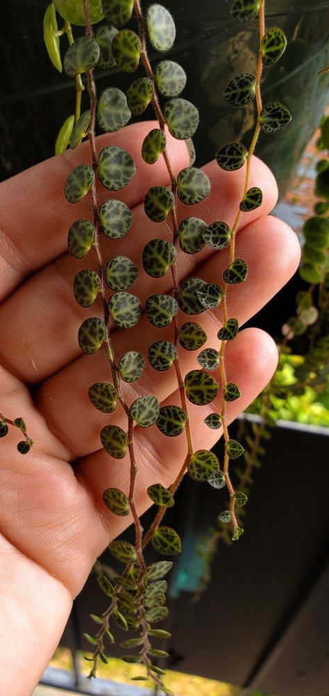 String of turtles - Prostrata Peperomia. Each leaf looks like turtle shells. New growth, baby leaves. Turtle Plant, Baby Turtles, Dream House Rooms, Indoor Gardening, Gardening Ideas, House Rooms, Flower Garden, Succulent, Dream House