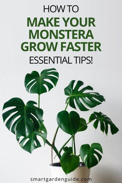 Growing Monstera, Monstera Deliciosa Care, Monstera Plant Care, Tattoo Plant, نباتات منزلية, Plant Care Houseplant, Inside Plants, Cheese Plant, Smart Garden