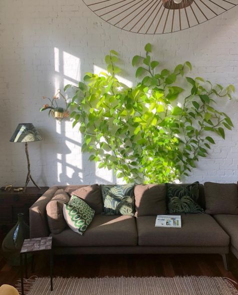 climbing neon pothos growth rate Hanging Pothos Ideas, Pothos Wall Climbing, Pothos Wall, Photo Hanging Ideas, Pothos Indoor, Indoor Climbing Wall, Photo Hanging, Neon Pothos, Wall Climbing