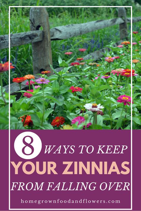 Beautiful, cheerful zinnias can brighten up any garden, but these tall flowers can also be prone to flopping over halfway through the season, especially after a summer storm. That's why it's important to know the best practices to prevent this from happening in the first place! Our guide, 8 Ways To Keep Your Zinnias From Falling Over, will give you all the tips and tricks to help keep your zinnias standing tall and bright all season long. Zinnia Front Yard, Zinnia Support, Staking Zinnias, Zinnia Garden Ideas Yards, Zinnia Garden Landscapes, Zinnias Garden Ideas, Zinnia Gardens, Building A Trellis, Zinnia Garden