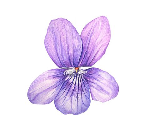 Violet by Anna Mason Violet Drawing, Modern Botanical Art, Violet Tattoo, Anna Mason, Modern Botanical, Botanical Illustrations, China Painting, Violet Flower, Botanical Drawings