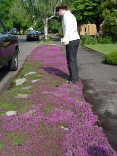 Red Creeping Thyme. Grows 3 inches tall max - no mowing . Lemony scent. Gorgeous with lavender. Perennial. Repels mosquitoes. Can grow as entire lawn. (this could be an answer for me!~~tko) Red Creeping Thyme, Growing Thyme, Thymus Serpyllum, Creeping Thyme, Lawn Alternatives, Aerate Lawn, Planting Plan, Home Landscaping, Yard Work