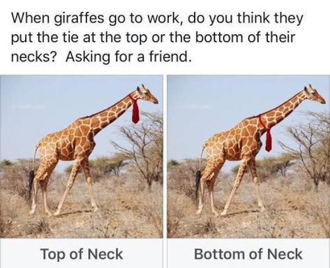 What Do You Think? Top Or Bottom Jokes, Bottom Jokes, Life Questions, Clean Humor, Giraffes, Animal Memes, Cat Memes, Dankest Memes, Funny Images