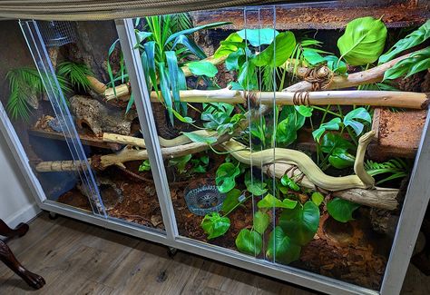 Snake 
Boa
Reptile
Pets Boa Enclosure Diy, Big Snake Enclosure, Boa Enclosure Ideas, Boa Constrictor Enclosure Diy, Large Reptile Enclosure, Dumerils Boa Enclosure, Snake Room Ideas, Bioactive Ball Python Enclosure Ideas, Snake Enclosure Ideas Diy