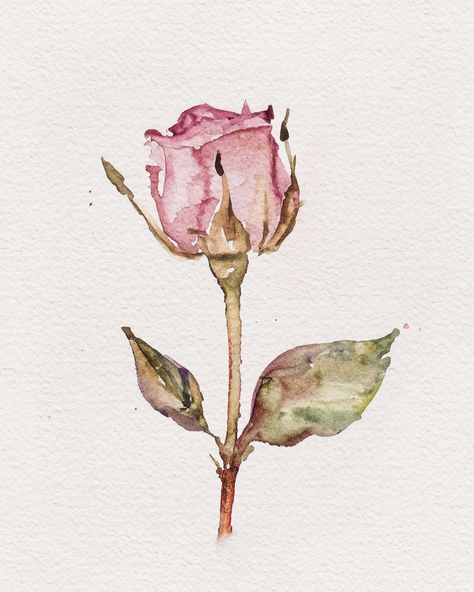 𝐴 𝑟𝑜𝑠𝑒…(𝑑𝑖𝑔𝑖𝑡𝑎𝑙 𝑤𝑎𝑡𝑒𝑟𝑐𝑜𝑙𝑜𝑟 𝑎𝑟𝑡) . . #rose #flower #flowerlovers #flowerart #digitalwatercolor #digitalart #watercolordrawing #watercolordaily Rose Painting Simple, Simple Watercolor Paintings Flowers, Watercolor Roses Painting, Rose Drawing Watercolor, Watercolor Ideas Simple, Simple Rose Painting, Simple Watercolor Ideas, Flowers Drawing Watercolor, Simple Watercolor Flower