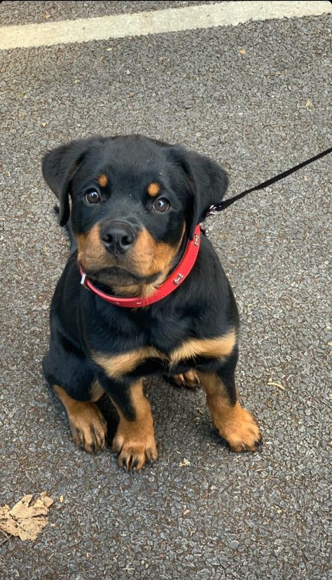 Rottie Rotweiler Pup Aesthetic, Rot Weiler Puppy, Rotwiller Puppy, Rockweiler Puppy, Rotwiller Dog Puppies, Rot Weiler Puppies, Rotwellier Puppy, Rottie Aesthetic, Rotwilers Puppys