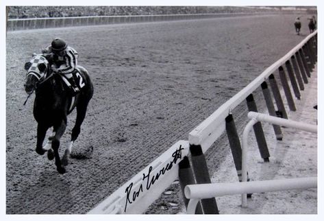 Secretariat Horse, Triple Crown Winners, Belmont Stakes, Sport Of Kings, Racing Photos, Thoroughbred Horse, All The Pretty Horses, Horse Quotes, Horse Crazy