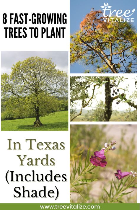 8 Fast Growing Trees to Plant in Texas Yards (Includes Shade) Fortaleza, South Texas Backyard Landscaping, Best Fruit Trees For Texas, Texas Trees Drought Tolerant, Texas Native Front Yard, Texas Trees Fast Growing, Texas Plants Landscape, Zone 9 Trees, Zone 9 Landscaping Texas