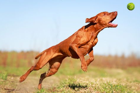 Leaping Vizsla by Shutterstock Sporty Dog, Wearable Gadgets, Jumping Dog, Dog Jumping, Dog Anatomy, Vizsla Dogs, Purebred Dogs, Smart Dog, Dog Agility