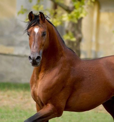 Shagya Arabian, Stunning Horses, Horse Colors, Bay Horse, Horse Aesthetic, Wood Burning Patterns, Arabian Horses, Wolf Girl, Arabian Horse