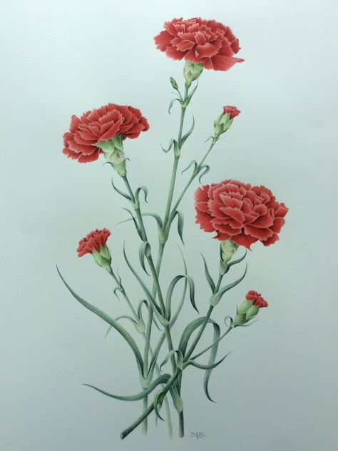 Red Carnation Drawing, Carnation Flower Photography, Watercolour Carnation, Carnations Drawing, Carnation Painting, Carnation Drawing, Carnation Flower Tattoo, Botanical Printables, Carnation Tattoo