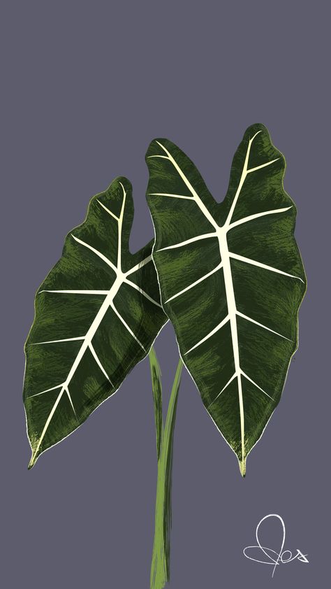 An illustration of Alocasia Frydek Alocasia Plant Drawing, Botanical Garden Drawing, Alocasia Illustration, Alocasia Drawing, Monstera Plant Illustration, Philodendron Painting, Alocasia Tattoo, Philodendron Drawing, Tattoo Botanica