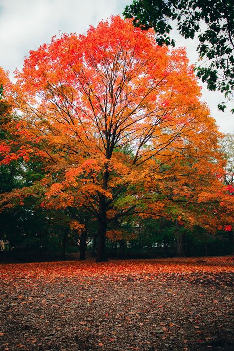 Embrace the vibrant colors of autumn with this stunning print of a majestic tree adorned with bright red and orange leaves. Perfect for adding a touch of seasonal charm to your home decor, this high-quality print captures the essence of fall's beauty. Ideal for living rooms, bedrooms, or offices, this artwork brings the warmth and richness of the fall season indoors. Whether as a centerpiece for your wall or a thoughtful gift for nature lovers, this autumn tree print will infuse any space with the serene and captivating spirit of autumn. Order yours today and celebrate the enchanting colors of fall! (PRINTS DO NOT COME FRAMED.) Frames in photos are for display purposes only.  PRINT SIZE OPTIONS: * 8×10 inches/20x25 cm * 11x14 inches/27x35 cm * 12×18 inches/30x45 cm * 16x24 inches/40x60 cm Trees In Autumn, Fall Aethstetic, Autumn Trees Photography, Autumn Tree, Fall Landscape, Fall Trees, Fall Tree, Autumn Magic, Autumn Scenery