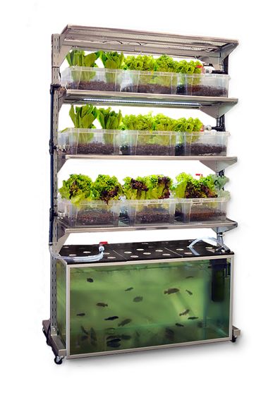 This aquaponic setup, called Malthus, was designed by Conceptual Devices as an indoor kitchen garden concept that will grow approximately one meal a day – a fish and side salad – once the fish and produce are mature.  The finished setup is is about the size of 2 small refrigerators and the parts to build it can be … Sea Of Green Method, Kebun Herbal, Indoor Aquaponics, Kolam Koi, Aquaponics Fish, Aquaponics Diy, Aquaponic Gardening, Plants Growing, Aquaponics System