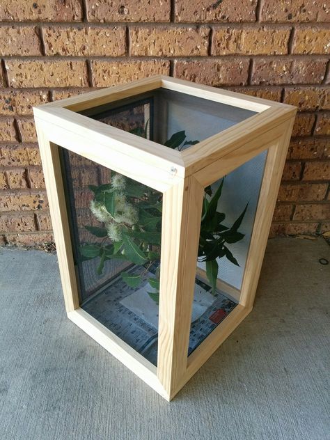 (2019) Handmade stick insect enclosure. Used to house spiny leaf & goliath stick insects. Screened on top, sides & door. Dowelled mitres. Screen held in grooves with spline. Handmade by Rosalie Stick Insect Enclosure, Growing Butterflies, Insect Terrarium, Butterfly Enclosure, Insect Enclosure, Bug Houses, Leaf Bug, Vivarium Ideas, Stick Insects