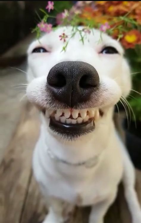 Stay Lifted My Friends.... Stay Lifted! Psy Chihuahua, Dog Smiling, Laughing Animals, Smiling Animals, Funny Animal Photos, Cute Dog Pictures, Silly Dogs, Funny Dog Pictures, Smiling Dogs