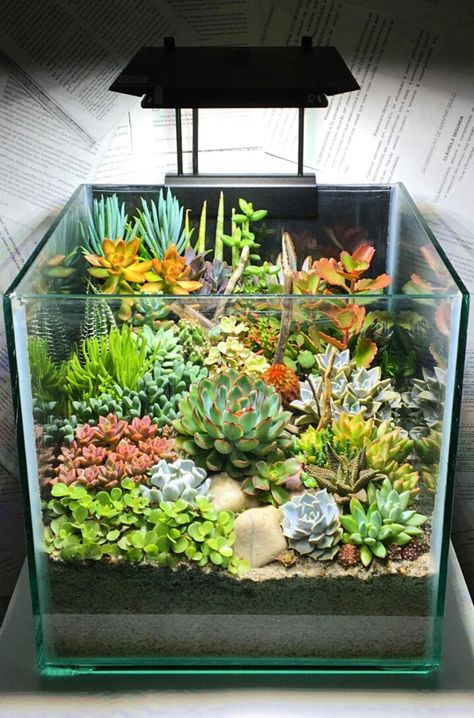 Indoor Succulent Garden Terrariums, Fish Tank Succulent Terrarium, Succulent Terrarium Ideas Diy, Terrarium Succulent Ideas, Fish Tank Terrarium Succulents, Succulent Fish Tank, Succulent Terrarium Fish Tank, Aquarium Terrarium Ideas Fish Tanks, Bog Terrarium Ideas