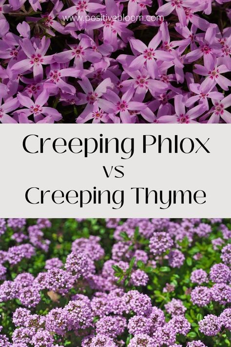 Read this analysis on Creeping phlox vs Creeping thyme to learn their differences. This will help you pick the best plant for your garden! Fresco, Phlox Ground Cover, Easy Diy Garden Ideas, Thyme Garden, Easy Garden Ideas, Thyme Plant, Thyme Flower, Phlox Flowers, Diy Garden Ideas