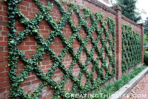 english ivy on trellis | Georgetown brick wall and ivy trellis @ CreatingThisLife.com Flat Tree, Small Fence, Living Fence, Garden Vines, Front Yard Fence, Vertical Gardens, Walled Garden, Fence Landscaping, Backyard Fences