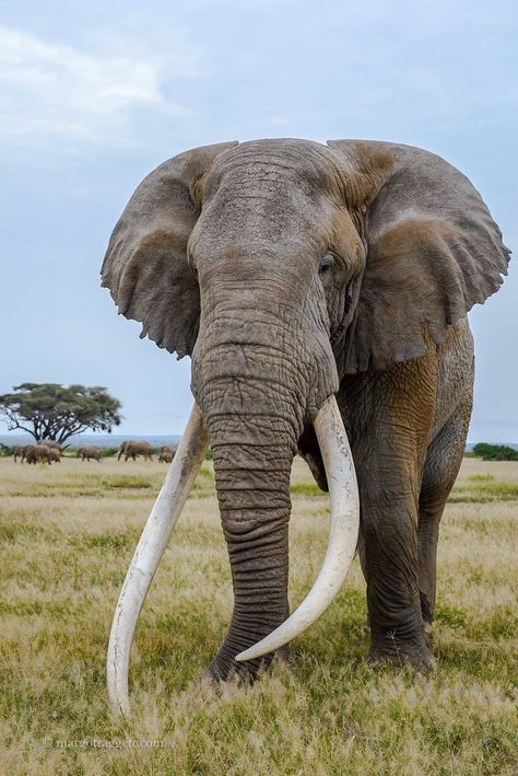 Powerful Elephant Male Elephant, Bull Elephant, Elephant Photography, Elephants Never Forget, Elephant Pictures, Elephants Photos, Elephant Sanctuary, Save The Elephants, Elephant Love