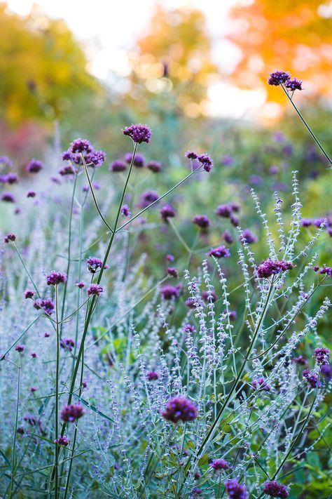 Fizzy Mizzy Sweetspire, Perovskia Atriplicifolia, Vermont Farmhouse, Dan Snow, Verbena Bonariensis, Vermont Farms, Purple Flowers Garden, Alpine Plants, Purple Garden