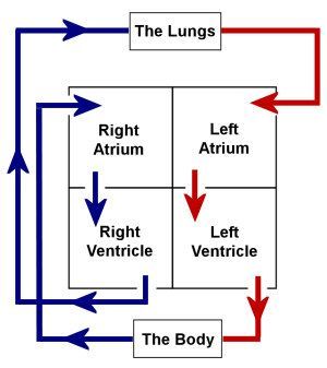 Heart Anatomy Notes, Circulatory System Notes, Blood Circulation Diagram, Paramedic Tattoo, Heart Biology, How To Study Anatomy, Circulation Diagram, Emt Study, Heart Kids