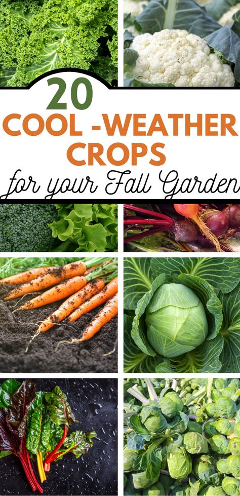 Fall gardens can be just as prolific as your summer garden, and there is an abundance of vegetables that grow well in your fall garden. These 20 cool-weather crops do exceedingly well for fall gardening, surviving and thriving as the temperatures dip lower. Many of these vegetables are frost-tolerant as well. What Veggies To Plant In Fall, What To Plant In Winter Vegetable Garden, Gardening In The Fall, Food To Plant In The Fall, Permaculture, Fall Garden Vegetables Arkansas, Growing Vegetables In Sunroom, Fall Gardening In Zone 5, Fall Harvest Vegetables