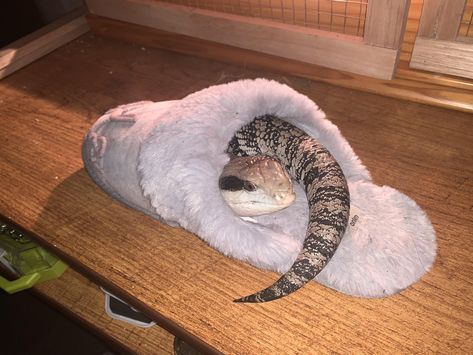 Blue Tongue Skink Tattoo, Blue Tongue Lizard Enclosure, Silly Reptiles, Blue Tongue Skink Enclosure, Blue Tounged Skink, Blue Skink Lizards, Crocodile Skink, Northern Blue Tongue Skink, Red Eyed Crocodile Skink