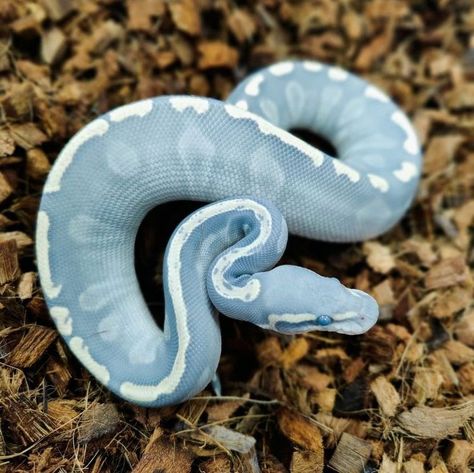 Snakes, Animals, Brandon Name, Fit For Life, Wool Animals, Needle Felting, Blue