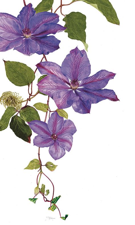 Clematis Flower, Rock Flowers, Seed Pod, Modern Art Paintings Abstract, Watercolor Flower Art, 수채화 그림, Botanical Painting, Learn Art, Floral Artwork