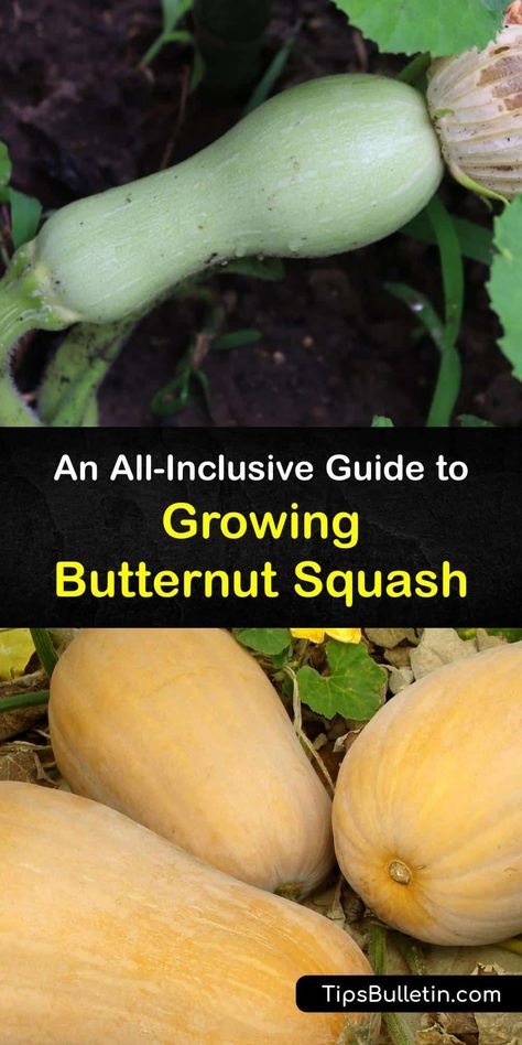 Winter Squash Trellis, Butternut Squash Growing, When To Pick Butternut Squash, Butternut Squash Garden, How To Grow Butternut Squash From Seed, When To Pick Butternut Squash From Garden, Growing Butternut Squash, Types Of Squash Winter, Squash Companion Plants