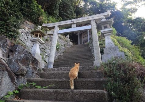 Trip Trivia Cat Island Japan, Japan Cat, Travel Quiz, Cat Island, Tiny Island, Mean Cat, Street Foods, Japanese Cat, Japan Trip