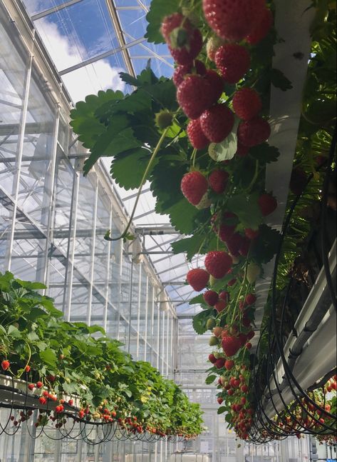 malling centenary strawberries grown in industrial greenhouses #strawberries #greenhouse #nature #plants #indoorgardening Strawberry Greenhouse, Greenhouse Strawberries, Industrial Greenhouse, Strawberry Seedlings, Greenhouse Cafe, Greenhouse Farming, Family Compound, Large Greenhouse, Strawberry Farm