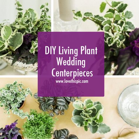 DIY Living Plant Wedding Centerpieces Plants As Table Centerpieces, Houseplants As Centerpieces, Live Plants Wedding Centerpieces, Simple Plant Centerpieces, Outdoor Reception Centerpieces, Pothos Plant Centerpieces Wedding, Live Plant Table Centerpiece, Potted Centerpieces Wedding, Spider Plant Centerpiece Wedding